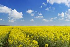 ein Feld mit gelben Blumen